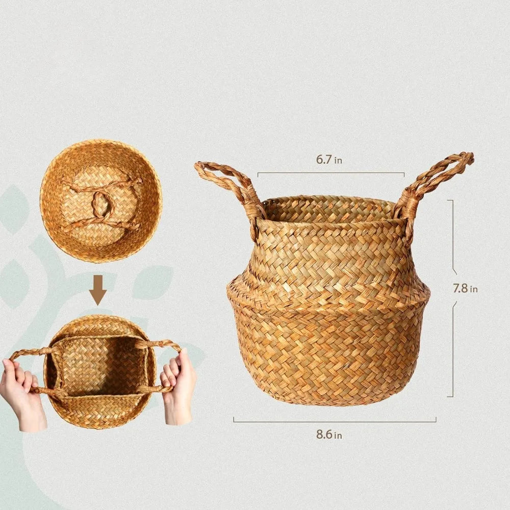 Tropical Palm Plant and Handmade Seagrass Basket